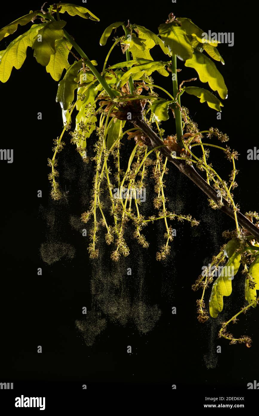 Chêne commun: Quercus robur. Fleurs se débarrassant du pollen. Surrey, Royaume-Uni. Banque D'Images