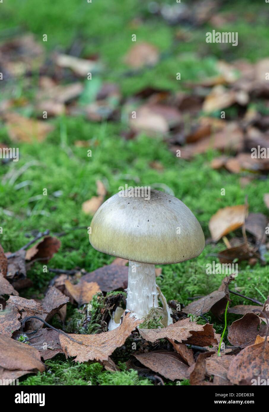 Champignon Deathcap : Amanita phalloides, Sussex, Royaume-Uni Banque D'Images