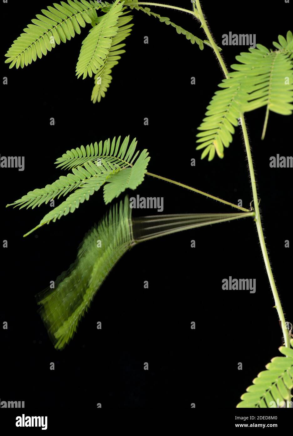 Plante sensible: Mimosa pudica. Image stroboscopique montrant l'effondrement de la tige après la stimulation. Banque D'Images