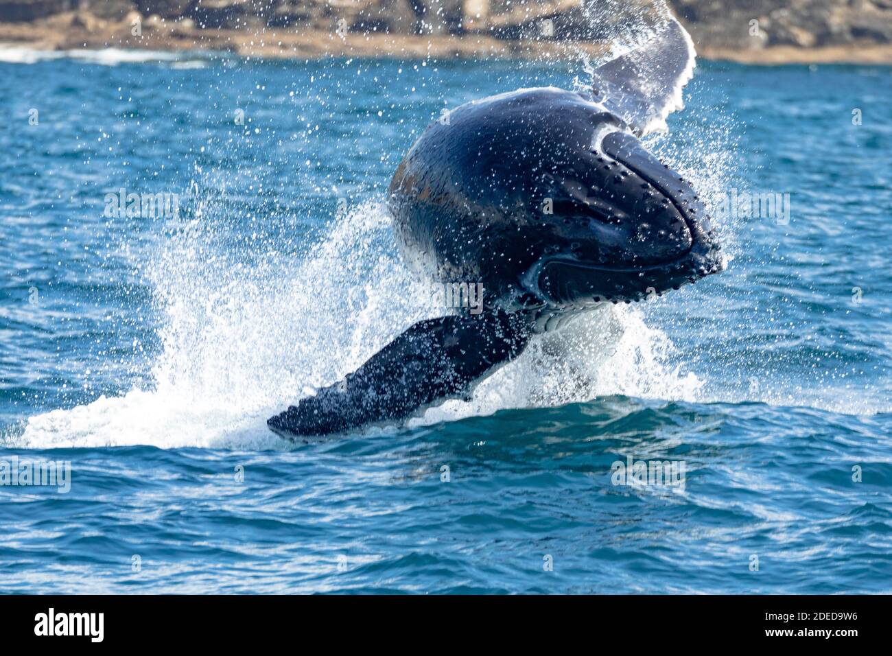 Baleine à bosse, un petit-déjeuner au large de Sydney North Head, Sydney, Australie Banque D'Images
