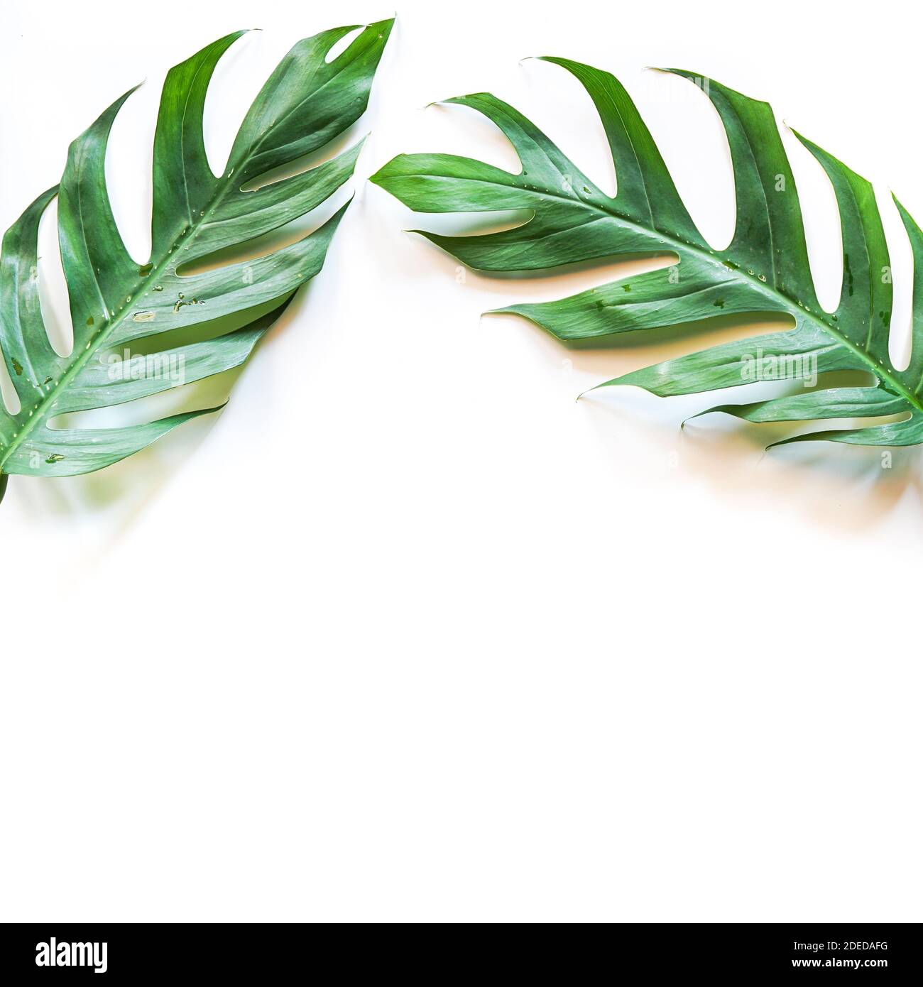 Pose plate de feuilles vertes tropicales de Monstera sur fond blanc avec espace de copie Banque D'Images