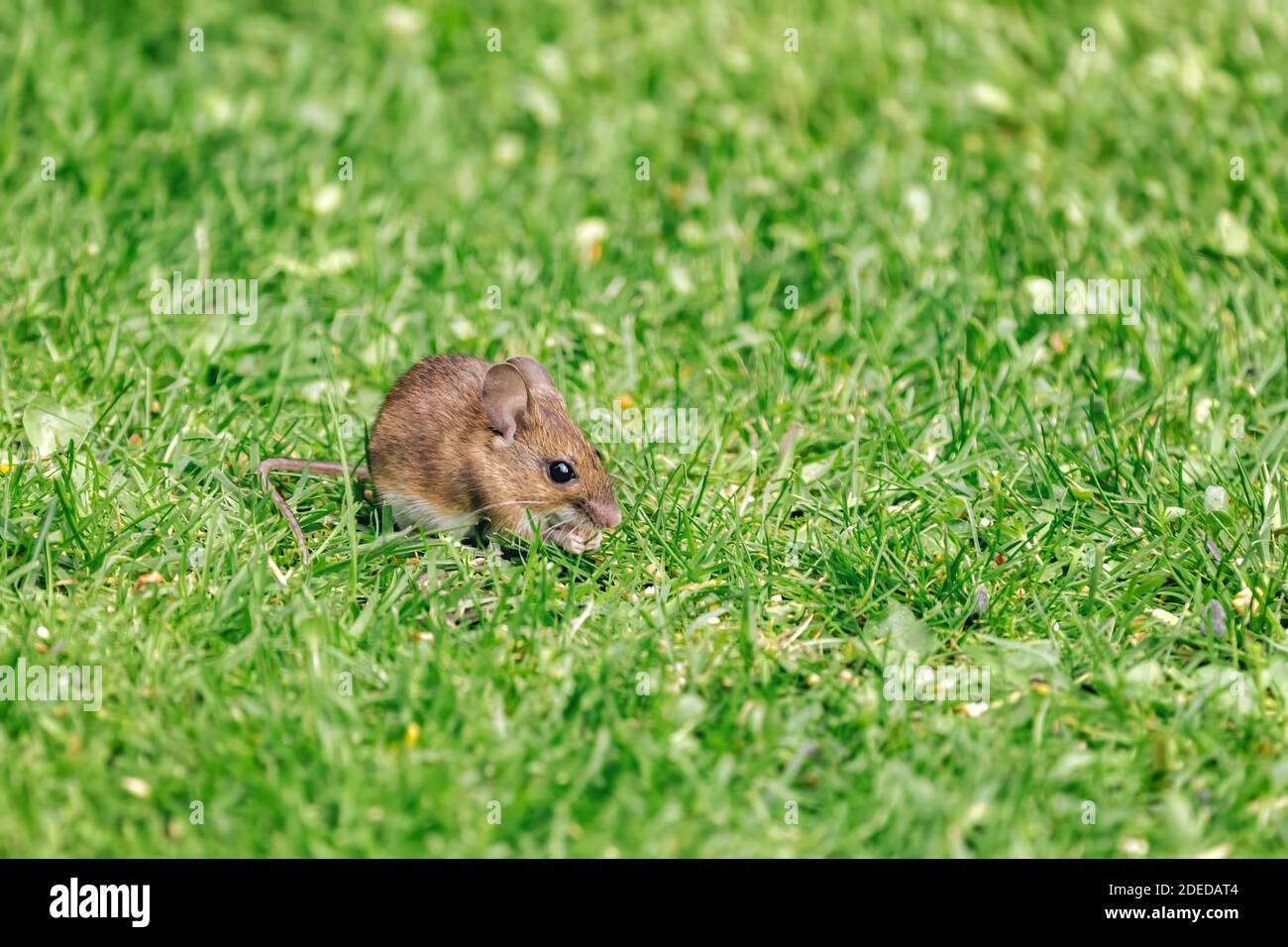 La souris à bois opportuniste, apodemus sylvaticus, s'empare des semences d'oiseaux qui sont tombées d'un convoyeur à la pelouse en dessous. Hampshire, Royaume-Uni. Espace pour votre texte. Banque D'Images