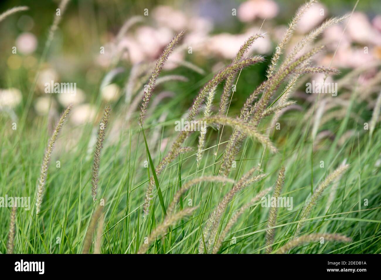 CONTES DE FÉES DE PENNISETUM Banque D'Images