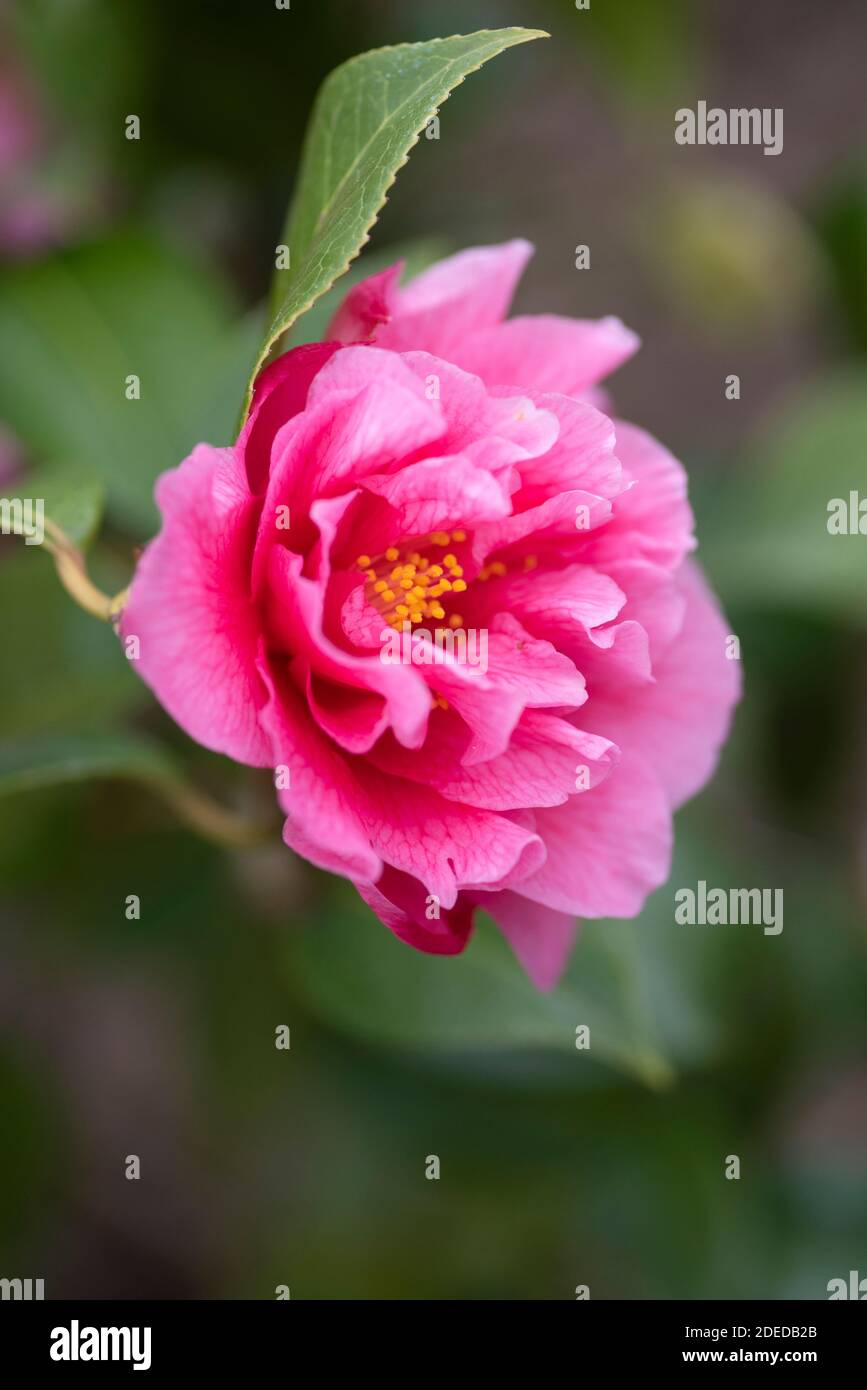 INSPIRATION CAMELLIA WILLIAMSII Banque D'Images