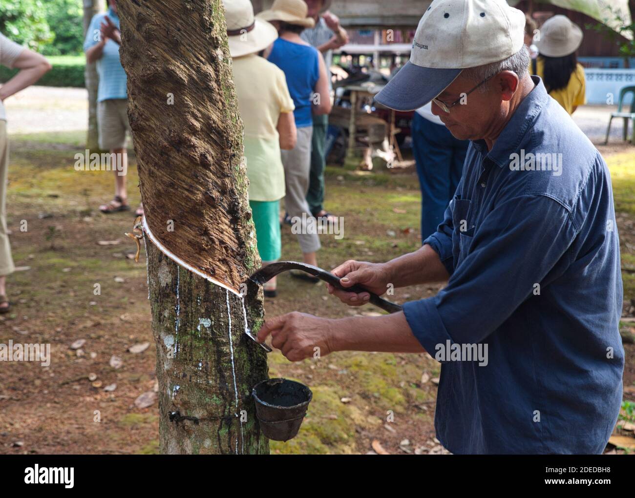 Un homme local démontre la coupe d'un canal étroit sur un tronc d'arbre en  caoutchouc, ce qui se traduit par une course de latex blanc jusqu'à être  ramassé pour la fabrication du