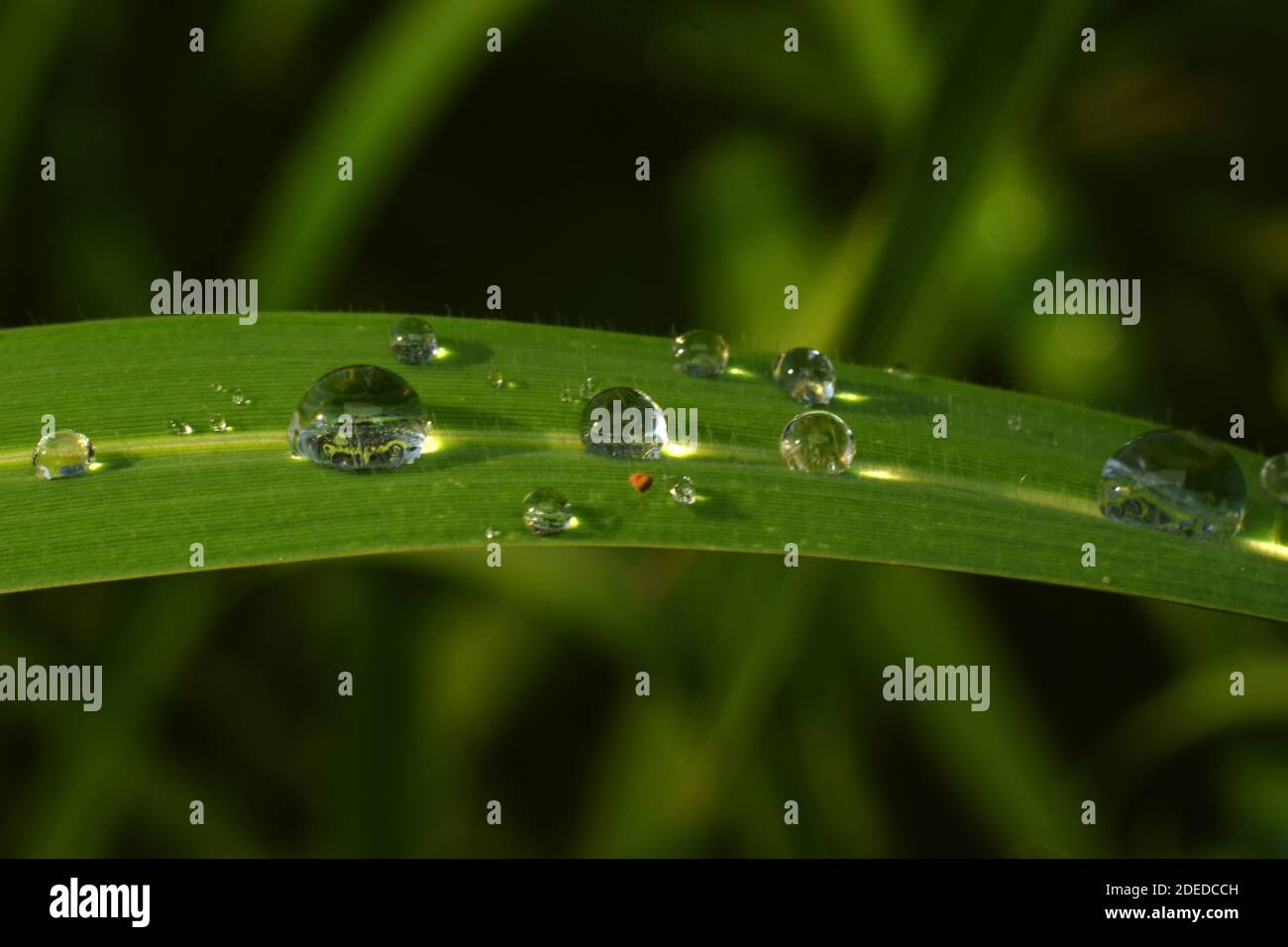 Les gouttelettes d'eau sur l'herbe verte Banque D'Images