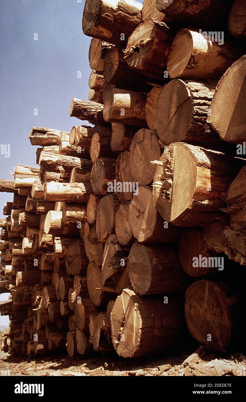 Photos des années 1970 (1972) - billes de pin ponderosa empilées au pin Usine industrielle (Californie) Banque D'Images