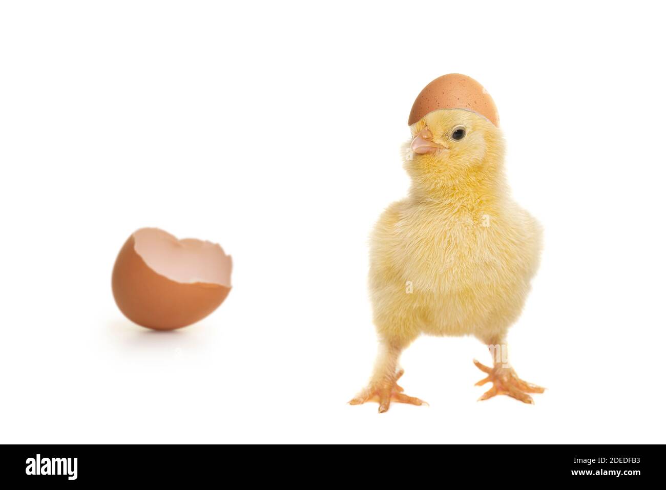 Le Joli Poulet De Bebe Vient D Eclos De L Oeuf Avec La Coquille D Oeuf Et Sa Tete Et Sur Un Fond Blanc Photo Stock Alamy