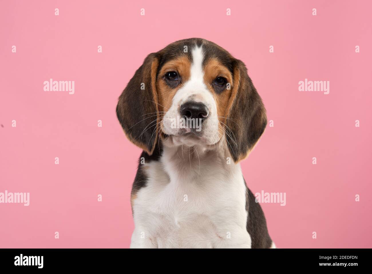 Portrait d'un chiot beagle mignon regardant l'appareil photo sur fond rose Banque D'Images