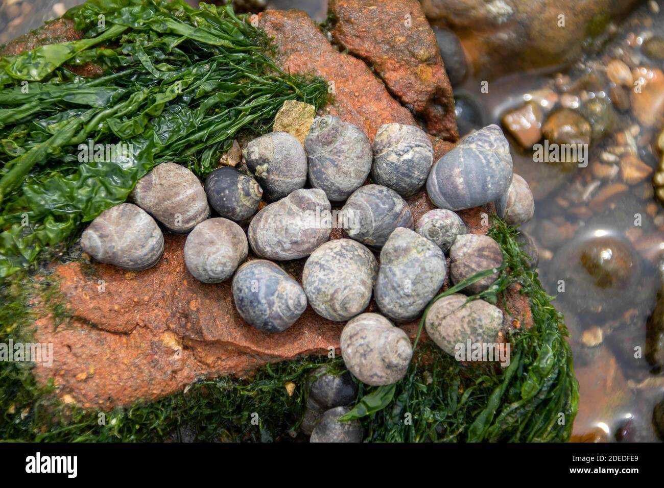 périwinkles commun parmi les algues Banque D'Images