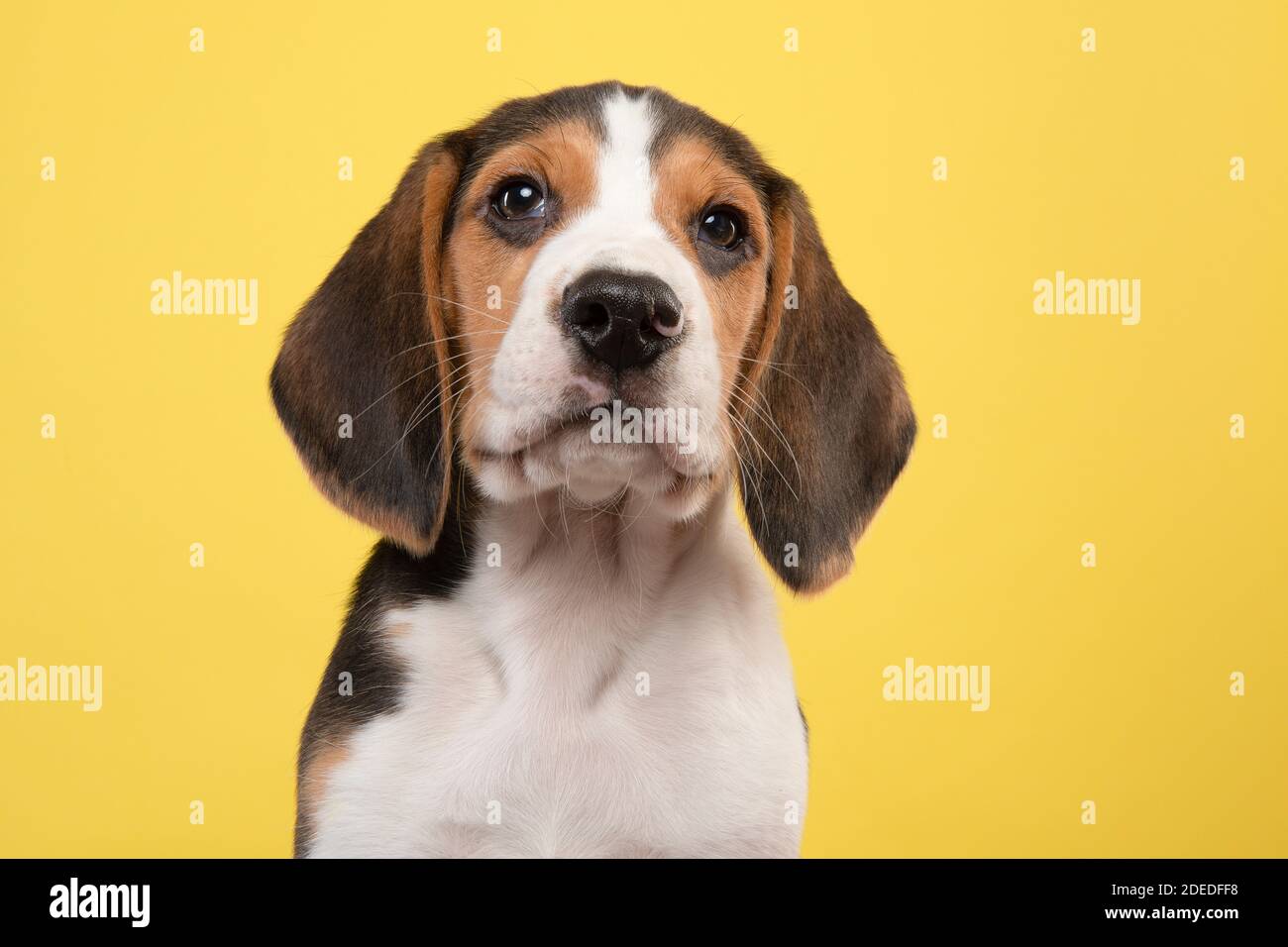 Portrait d'un chiot beagle mignon regardant l'appareil photo sur fond jaune Banque D'Images