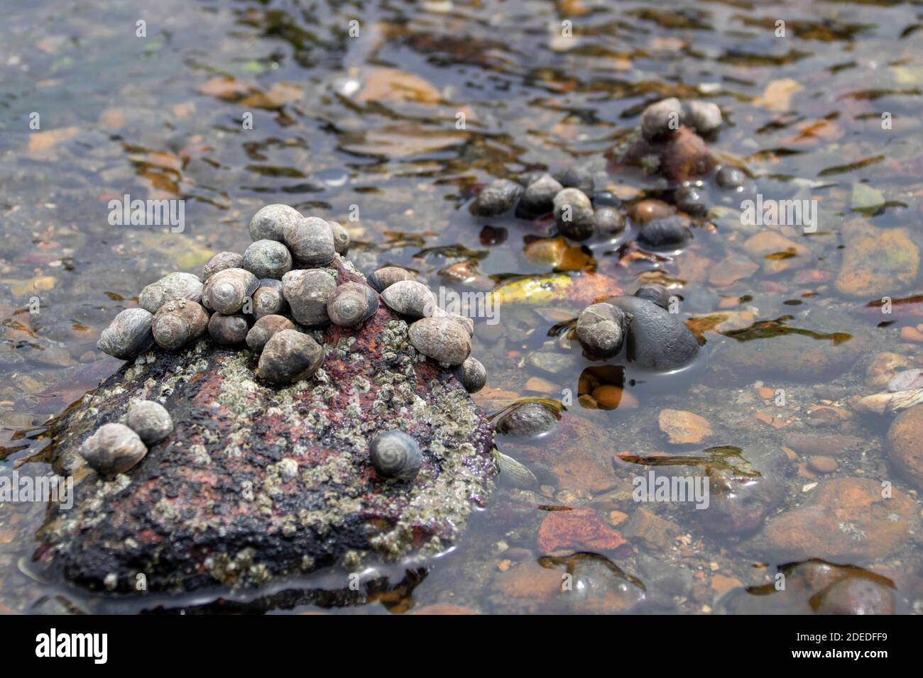 periwinkles une vue commune le long de la mer Banque D'Images