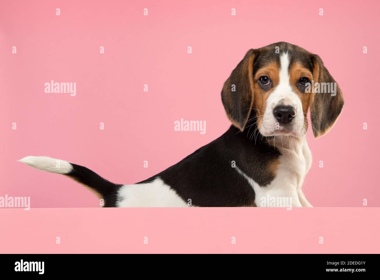 Adorable beagle chiot regardant l'appareil photo sur un rose arrière-plan vu de côté Banque D'Images