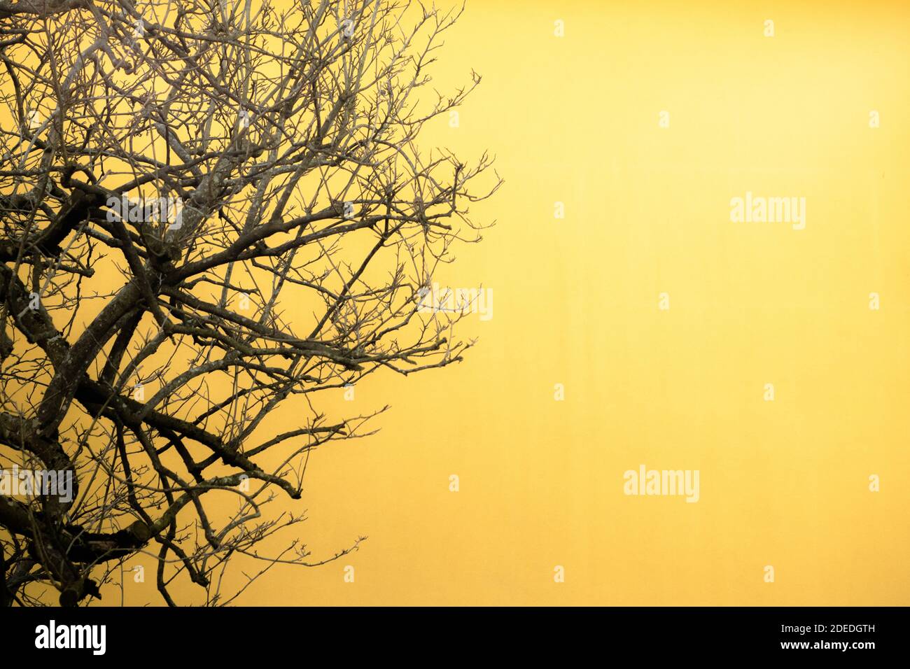 Mur jaune avec branches d'arbre Banque D'Images
