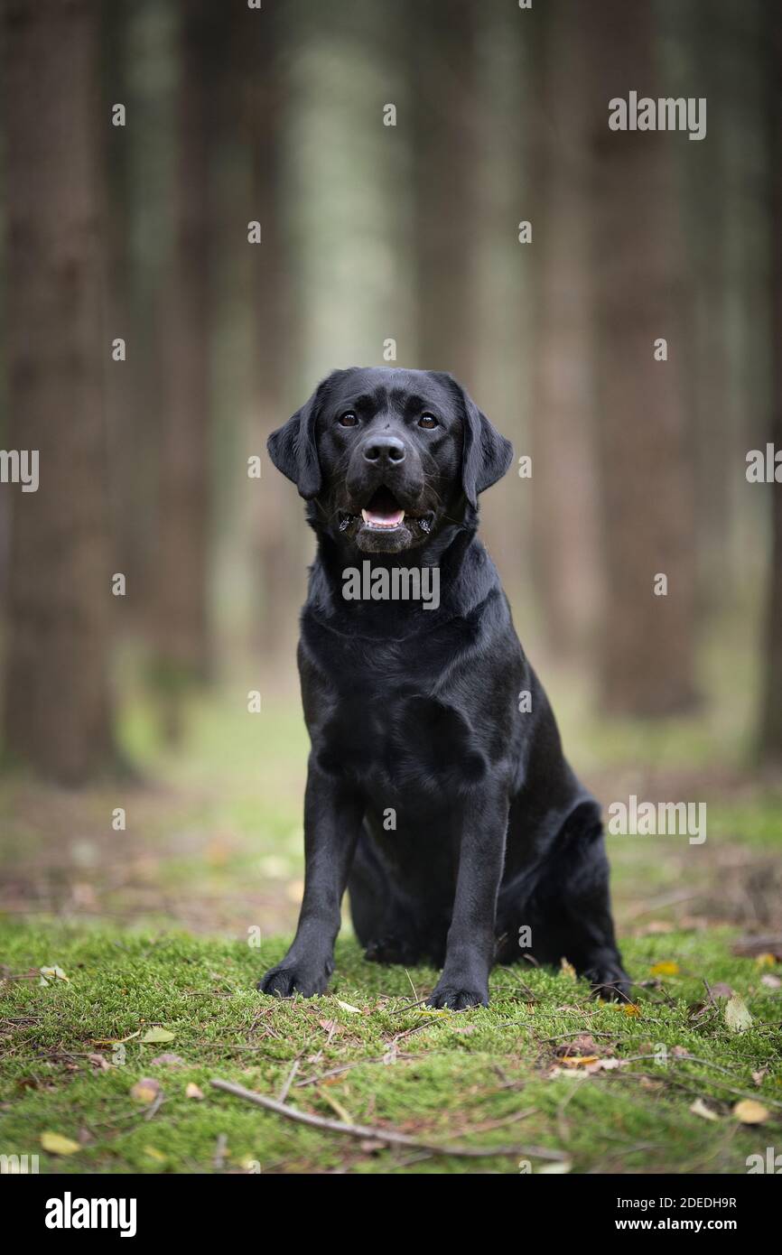 Plutôt Labrador noir retriever assis sur des mousses avec des arbres dedans l'arrière-plan dans une forêt Banque D'Images