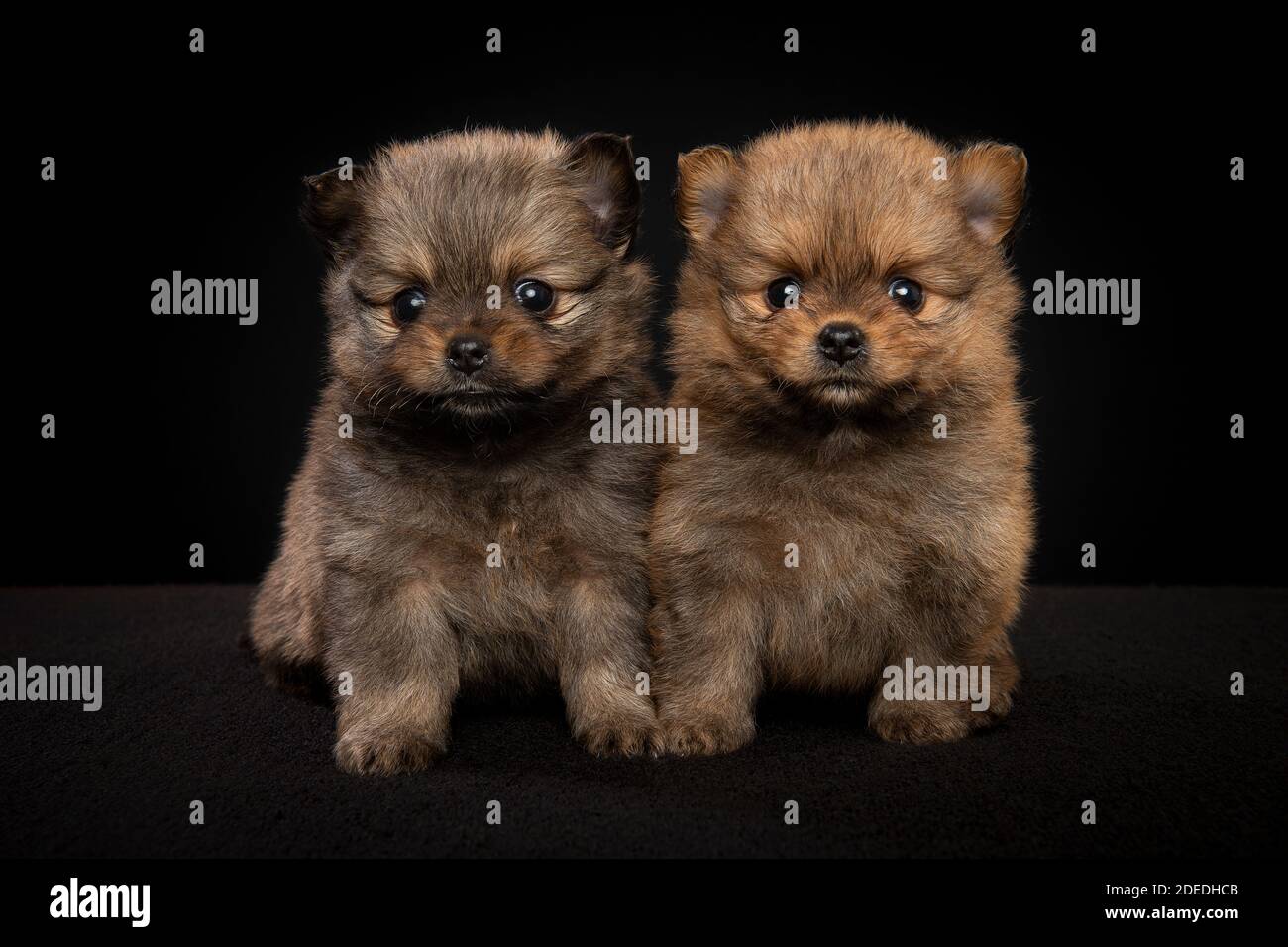 Deux chiens pomeranian mignons de chiot assis ensemble en regardant le appareil photo sur fond noir Banque D'Images