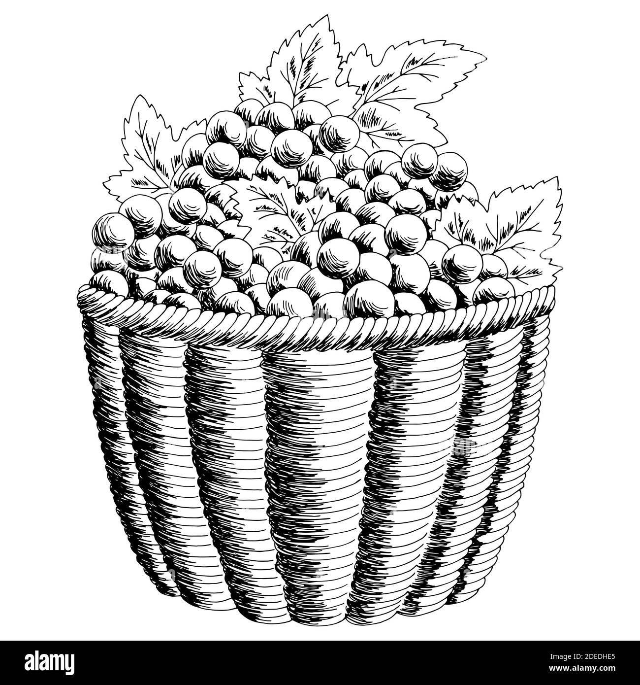 Raisin panier baie graphique noir blanc isolé esquisse illustration vecteur Illustration de Vecteur