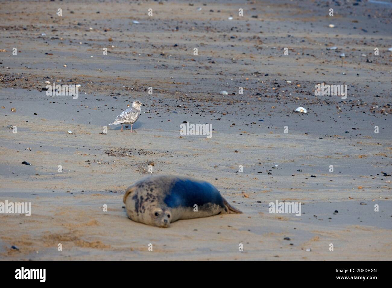 Islande/Mouette de Kumlien (Larus glaucoides kumlieni) Alimentation après la naissance de Grey Seal Winterton novembre 2020 Banque D'Images