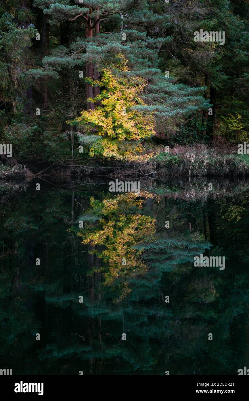 Arbres avec feuillage d'automne jaune et vert reflétés dans un surface tranquille et lisse du lac Banque D'Images