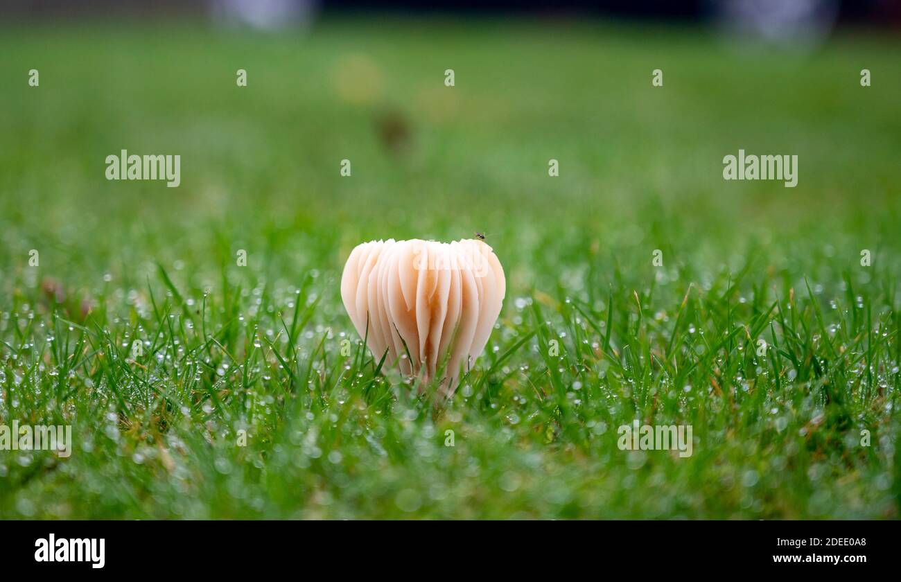 Peut-être des champignons de Waxcap Snowy - Hygrocybe virginea qui poussent dans Un jardin avec la rosée de l'automne sur l'herbe photo prise Par Simon Dack Banque D'Images