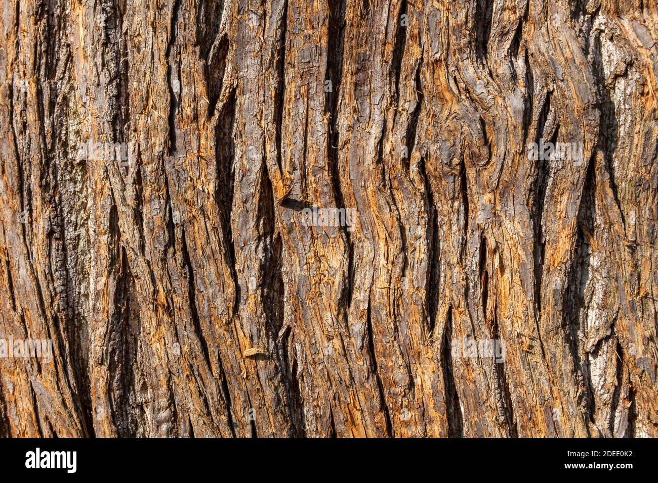 Châtaignier (Castanea sativa) brun écorce macro gros plan texture fond parfois connu comme châtaignier espagnol, photo de stock image Banque D'Images