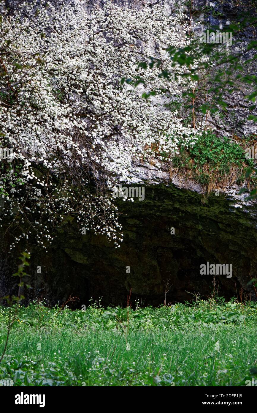 Vue sur un cerisier à fleurs blanches devant une entrée dans la grotte Banque D'Images