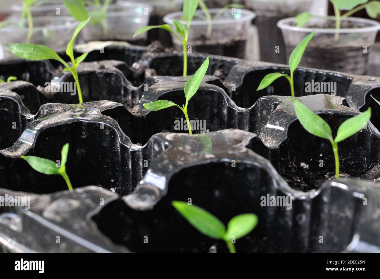 gros plan des semis de poivre dans la serre prêts pour la plantation dans le potager Banque D'Images