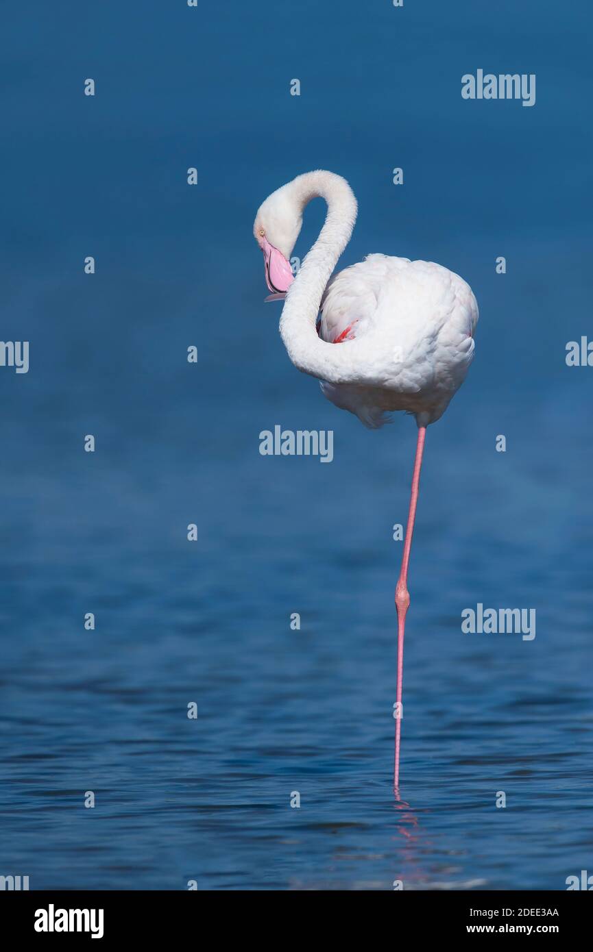 Portrait du grand flamants roses (Phoenicopterus roseus). Banque D'Images