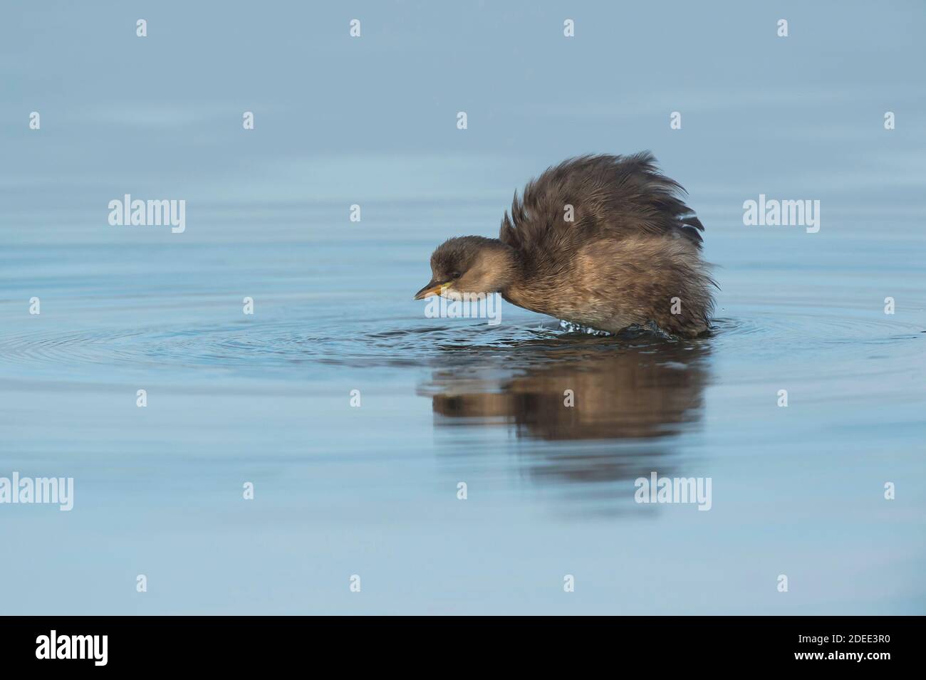 Petit Grebe (Tachybaptus ruficollis) Portugal Banque D'Images