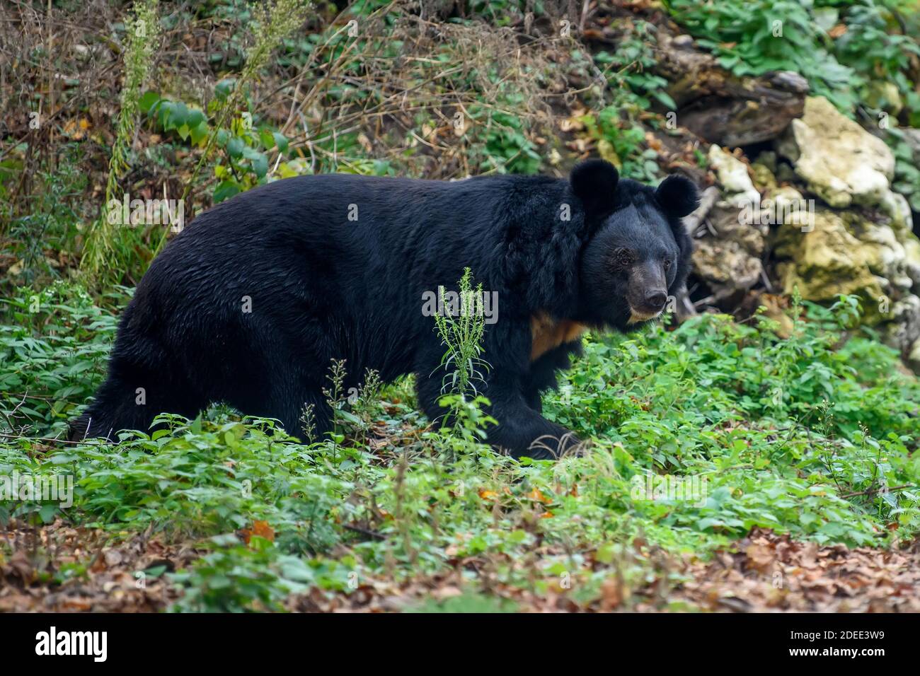 Ours noir asiatique (Ursus thibetanus) dans la forêt d'automne. Scène sauvage de la nature Banque D'Images