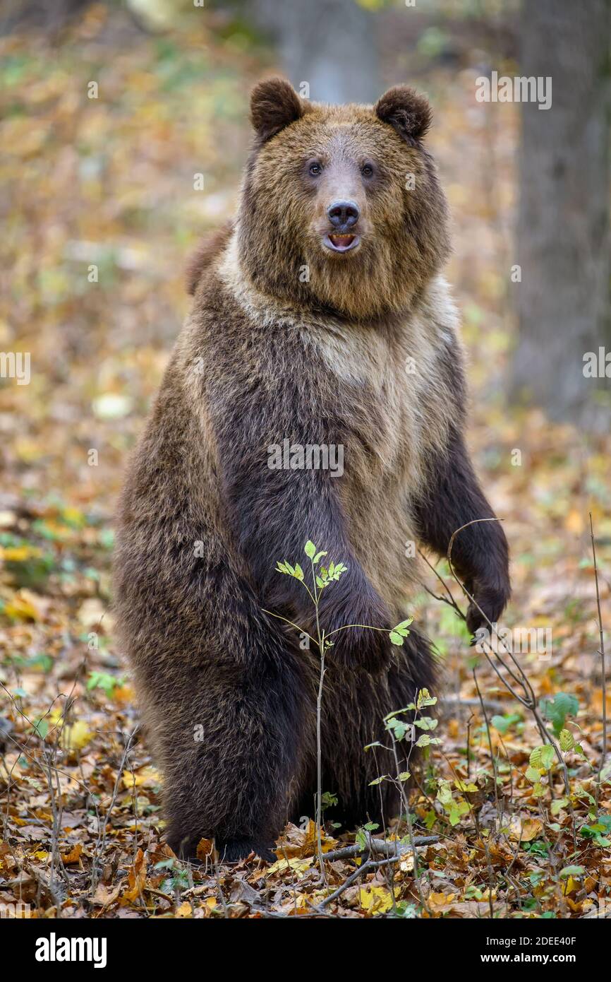 Ours brun (Ursus arctos) debout sur ses pattes arrière dans la forêt d'automne. Danger animal dans l'habitat de la nature. Grand mammifère. Scène de la faune Banque D'Images