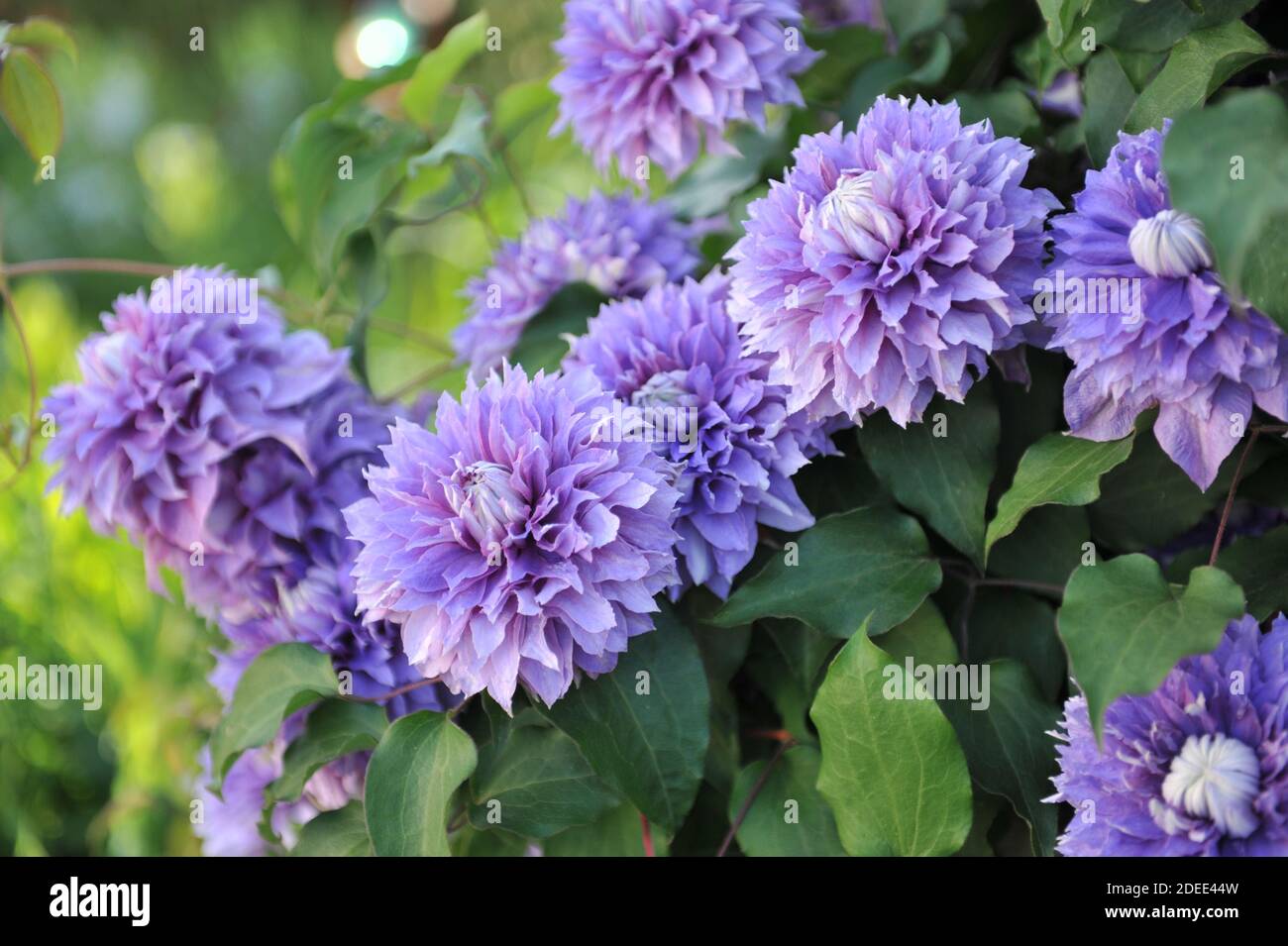 Double clématis bleu-violet à grandes fleurs Diamantina fleurit dans un jardin Juin 2016 Banque D'Images