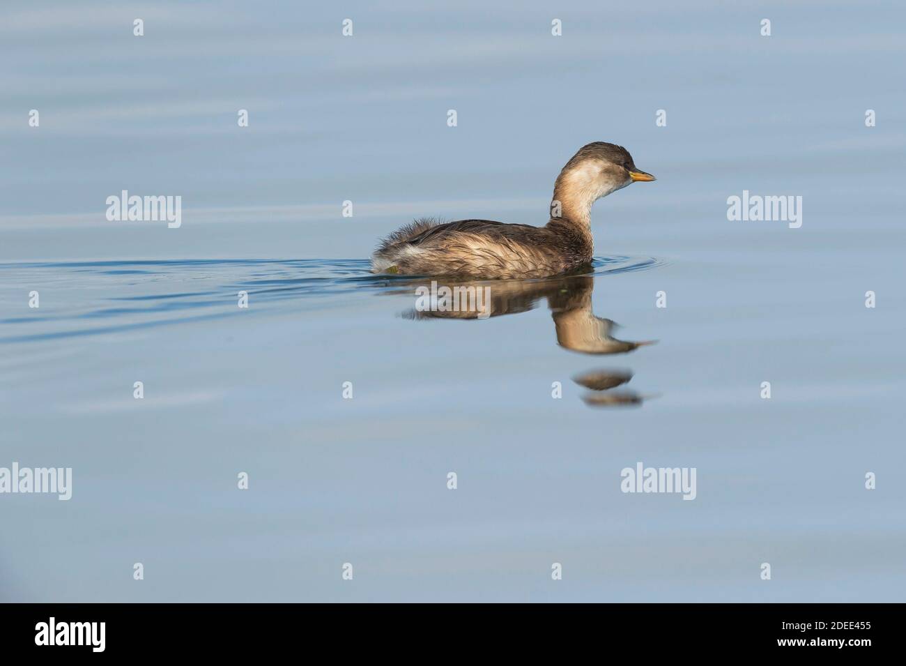 Petit Grebe (Tachybaptus ruficollis) Portugal Banque D'Images