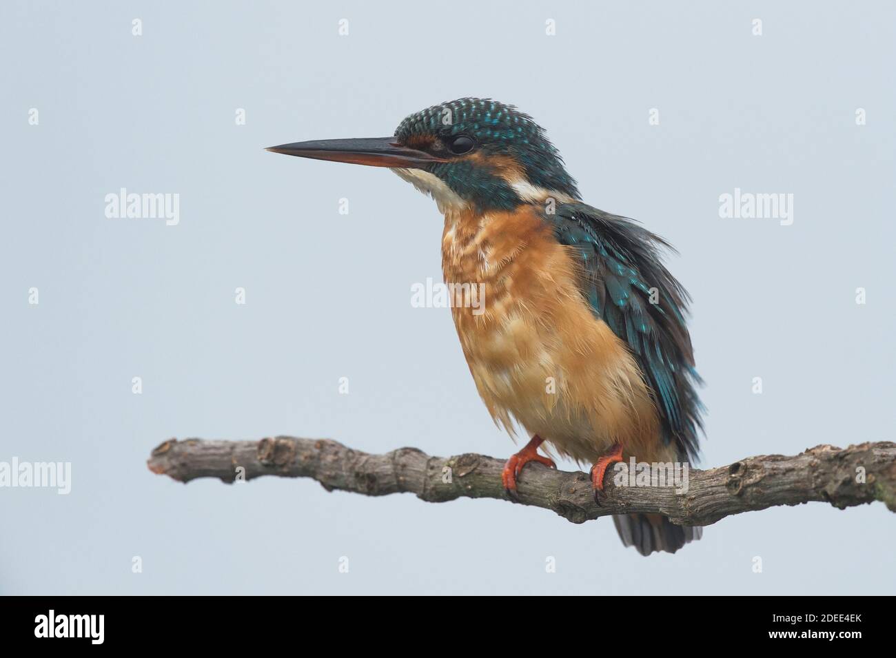 kingfisher commun, Alcedo atthis connu sous le nom de Blue Lightning, début de journée à la recherche de nourriture (poisson de capture) à la rivière São Domingos Banks.Peniche. Portugal. Banque D'Images