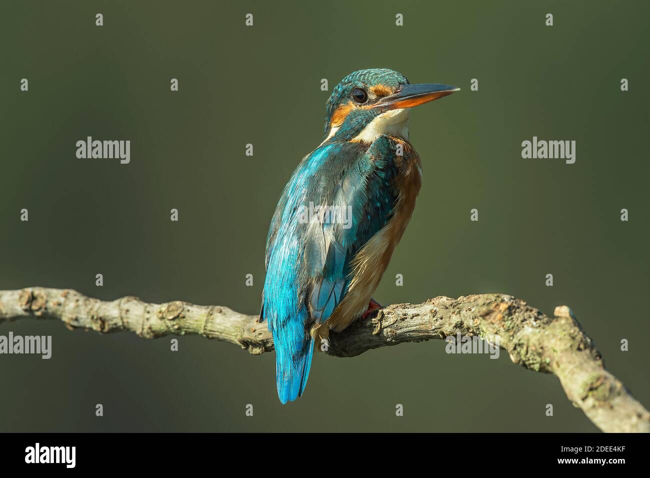 kingfisher commun, Alcedo atthis connu sous le nom de Blue Lightning, début de journée à la recherche de nourriture (poisson de capture) à la rivière São Domingos Banks.Peniche. Portugal. Banque D'Images