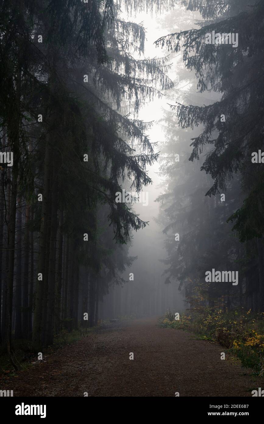 Sentier dans une forêt sombre et sinistre le matin brumeux, région de Bohème centrale, République tchèque Banque D'Images