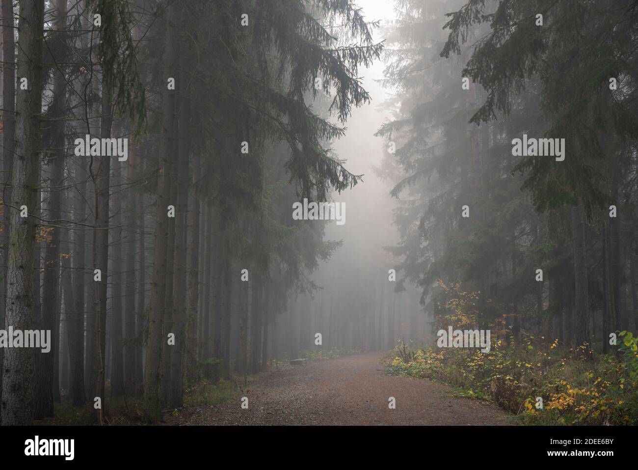 Sentier dans une forêt sombre et sinistre le matin brumeux, région de Bohème centrale, République tchèque Banque D'Images