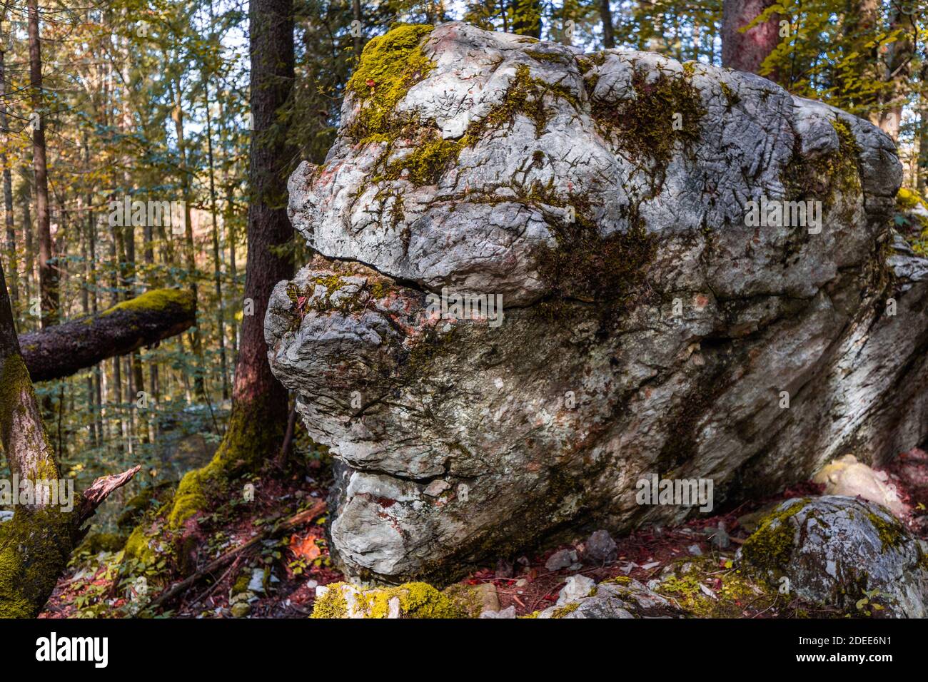 Roche en forme de tête dans la forêt près de la Königssee dans la Berchtesgadener Land, Bavière, Allemagne. Banque D'Images
