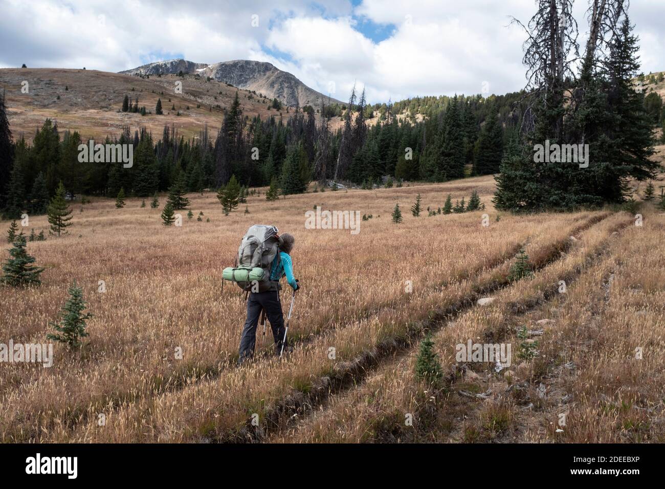 WA17715-00..... WASHINGTON - une femme qui fait marche arrière près de Sheep Mountain le long de BoundaryTrail #533, Pasayten Wilderness, Okanogan Wenatchee National Fores Banque D'Images