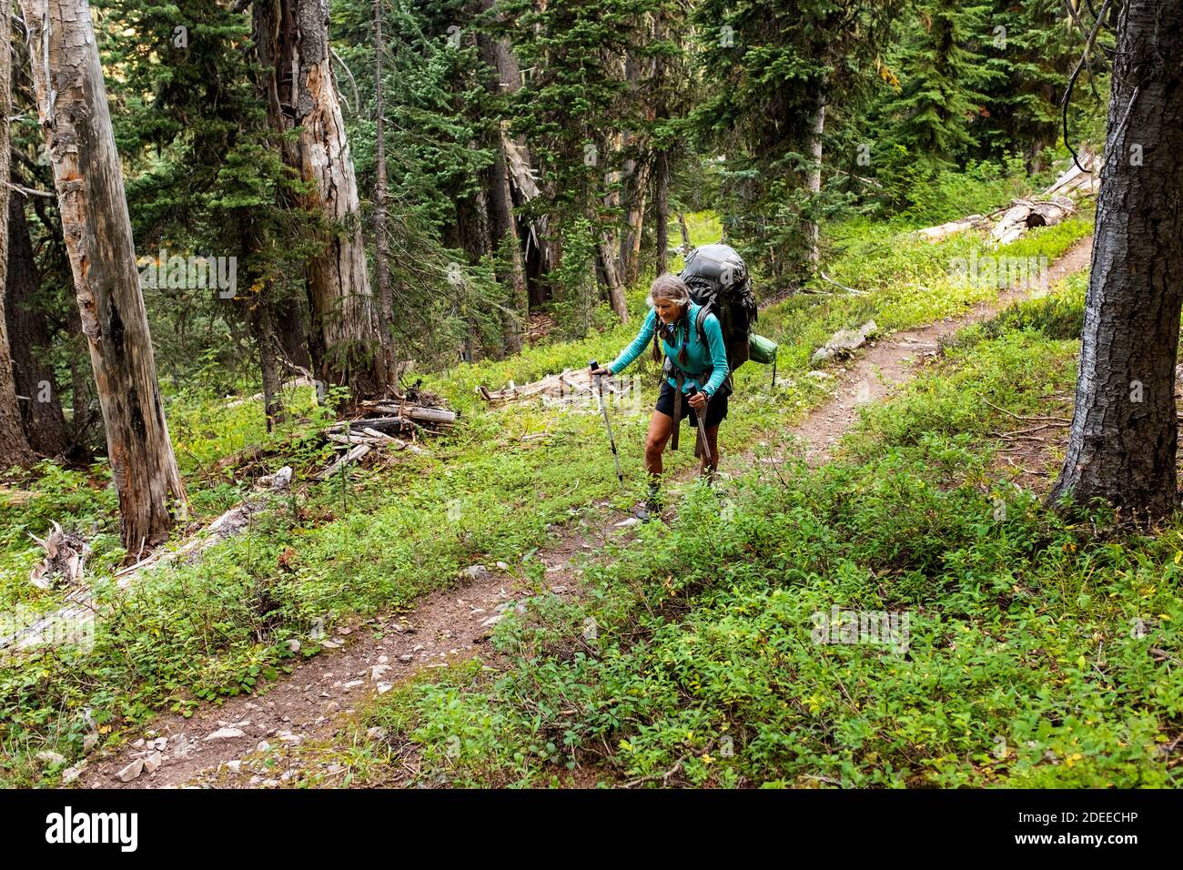 WA17727-00..... WASHINGTON - Femme remballant le Pacific Crest Trail (PCT) près de Castle Pass, Pasayten Wilderness, Okanogan Wenatchee National Fores Banque D'Images