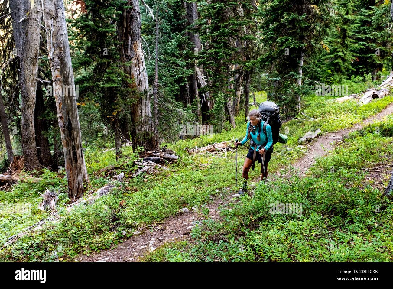 WA17728-00..... WASHINGTON - Femme remballant le Pacific Crest Trail (PCT) près de Castle Pass, Pasayten Wilderness, Okanogan Wenatchee National Fores Banque D'Images