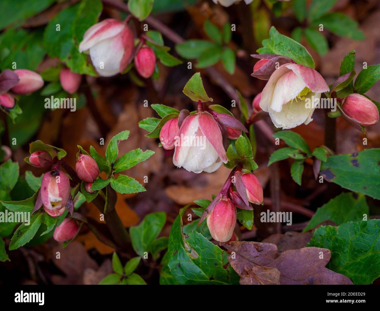 Helleborus niger aussi connu comme la rose de Noël croissant dans un jardin britannique en hiver. Banque D'Images