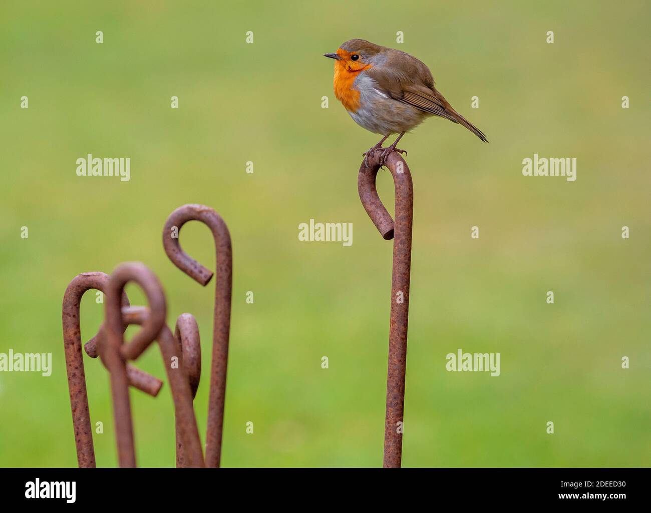 Un Robin assis sur un piquet de métal rouillé, dans un jardin britannique. Banque D'Images