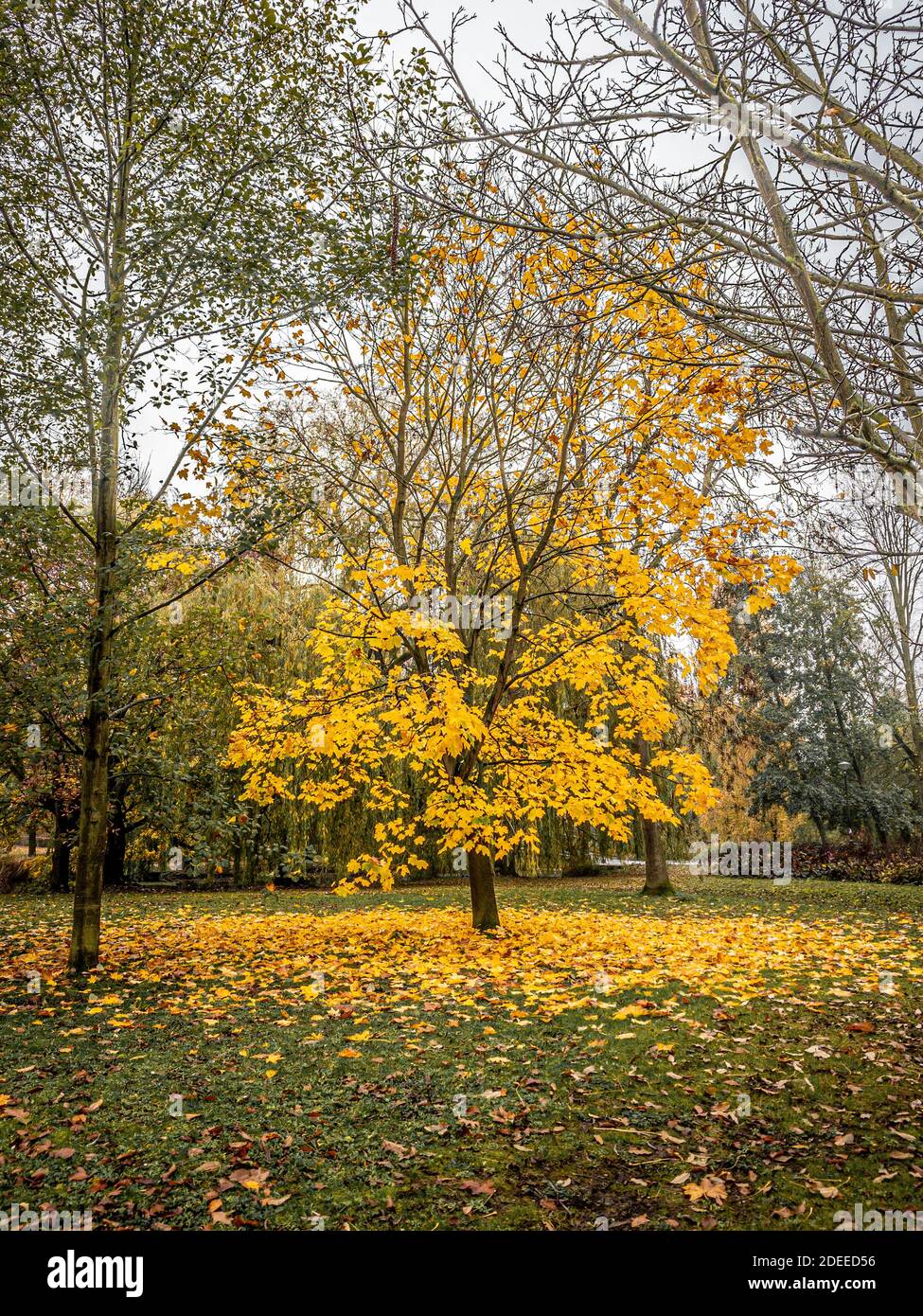Sycamore arbre en automne avec des feuilles dorées Banque D'Images