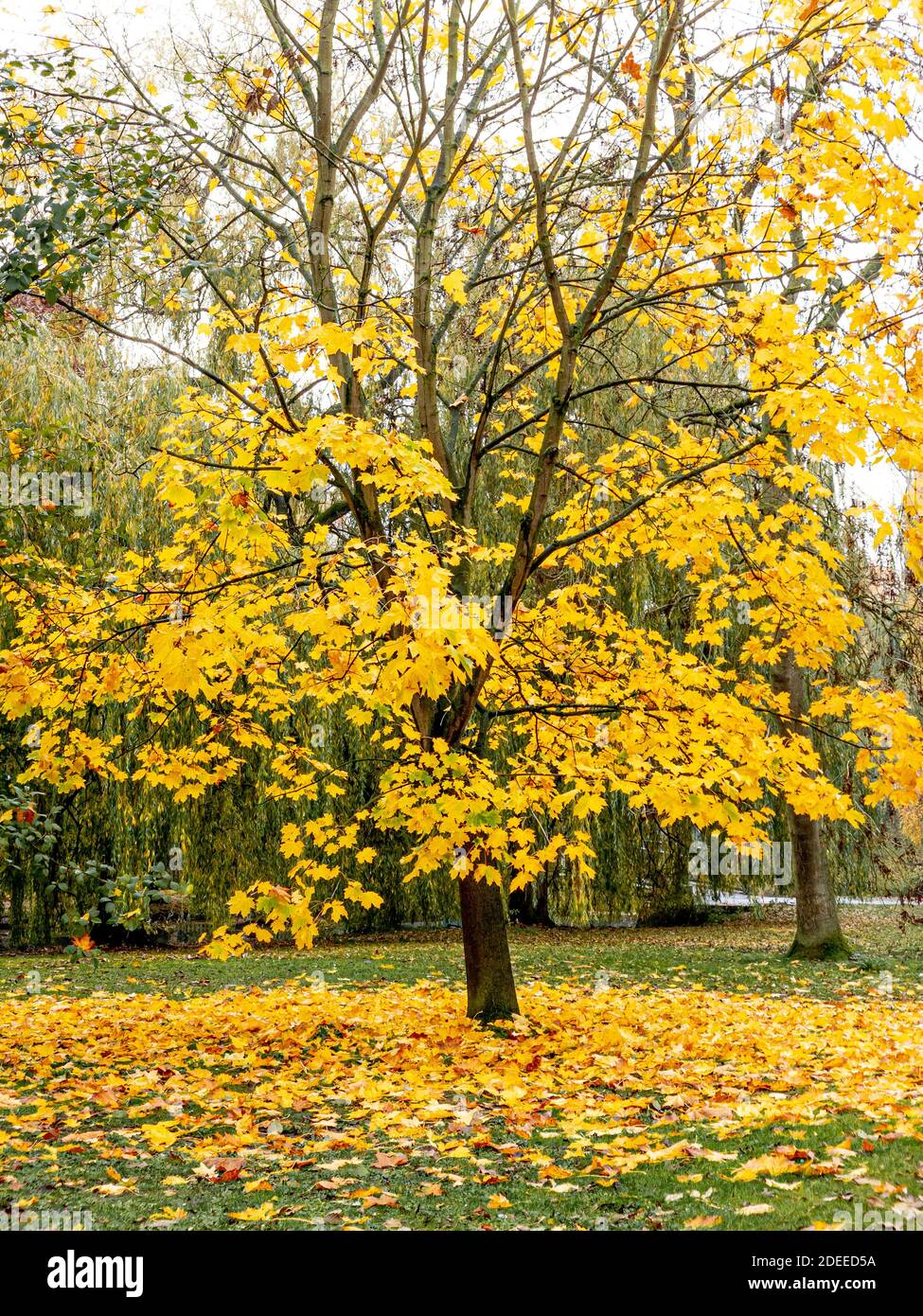 Sycamore arbre en automne avec des feuilles dorées Banque D'Images