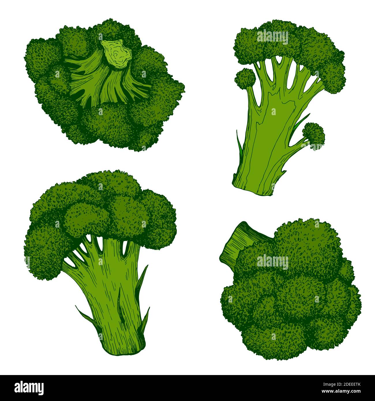Brocoli frais juteux Vert coloré Collection de légumes produit végétarien biologique, isolé sur blanc. Illustration de Vecteur