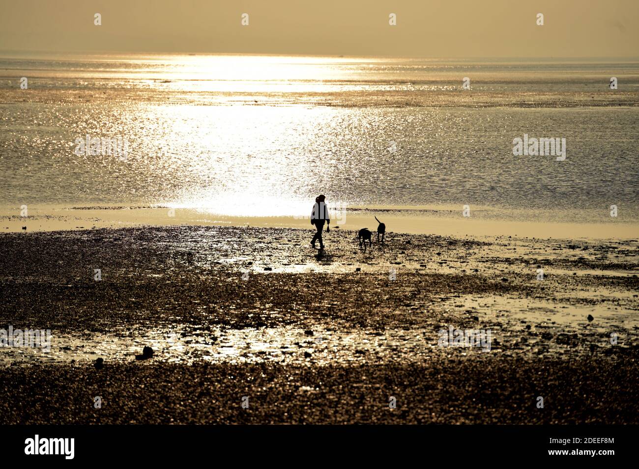 Une femme marche sur ses chiens sur les méplats de boue exposés à marée basse à Southend-on-Sea sur l'estuaire de la Tamise dans l'Essex. Banque D'Images