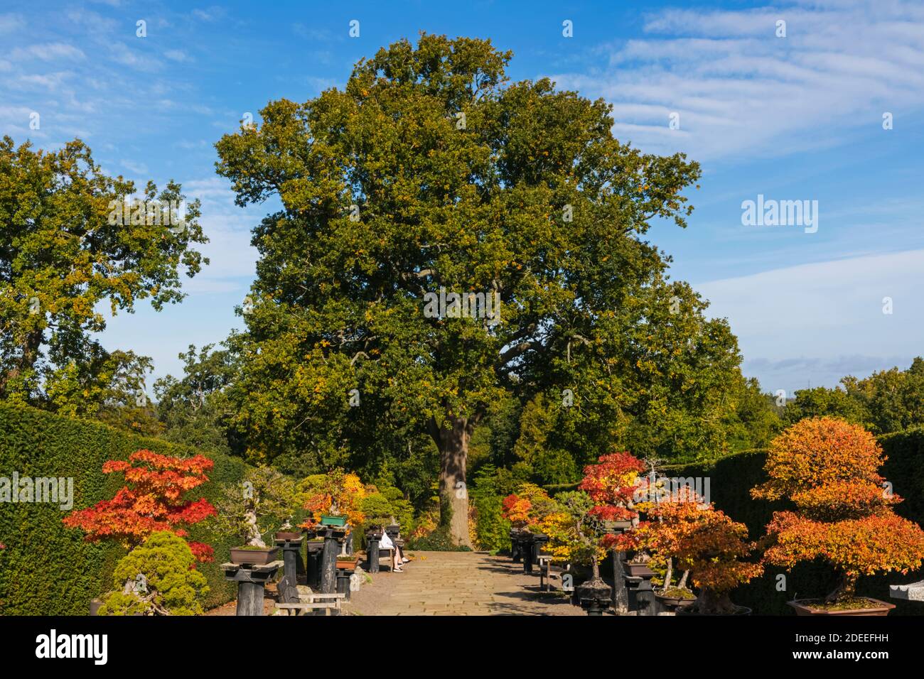 Angleterre, Surrey, Guildford, RHS Wisley, Bonsai Walk aux couleurs de l'automne Banque D'Images