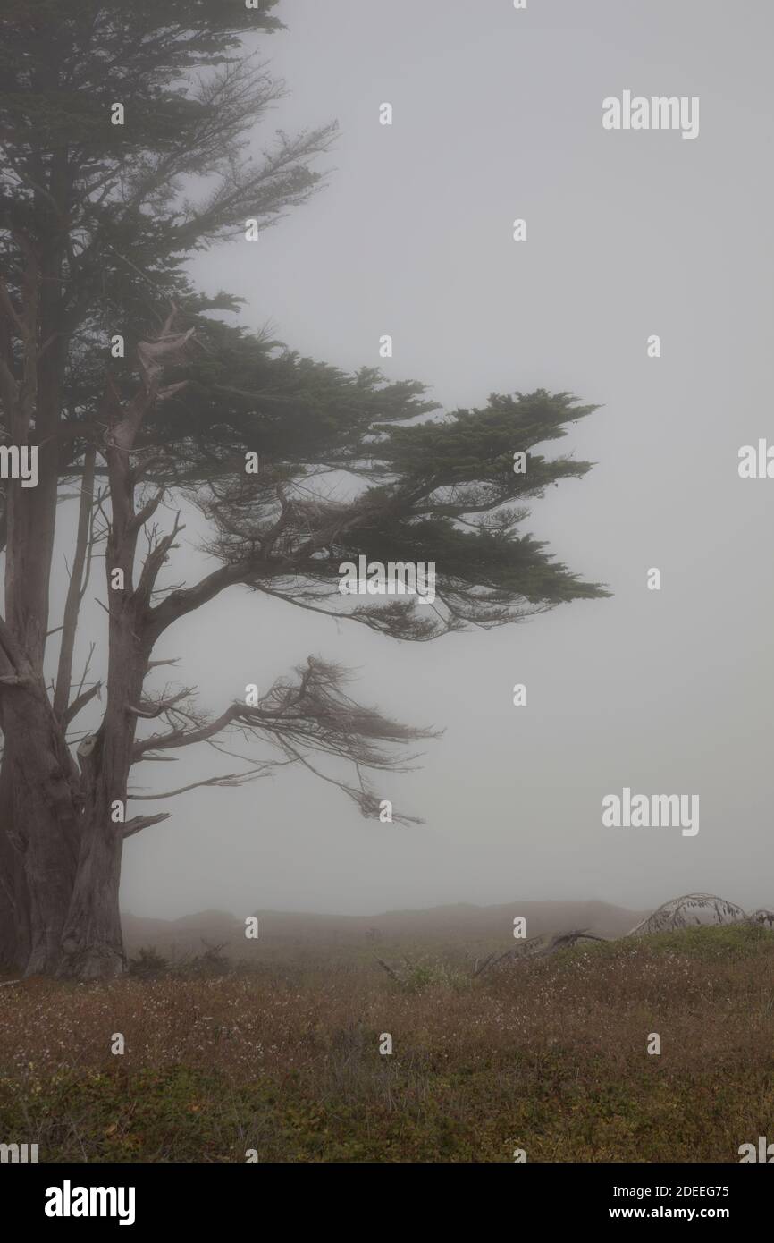 Arbre balayé par le vent en Californie Banque D'Images