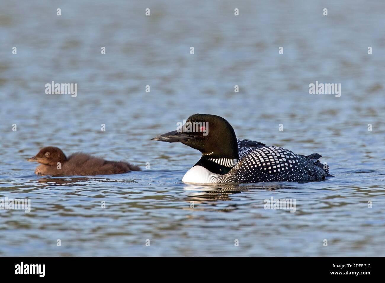 Huard commun / Grand plongeur du nord (Gavia immer) parent en nichant plumage nage avec poussin dans le lac à l'intérieur été Banque D'Images